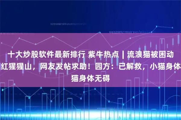 十大炒股软件最新排行 紫牛热点∣流浪猫被困动物园红猩猩山，网友发帖求助！园方：已解救，小猫身体无碍